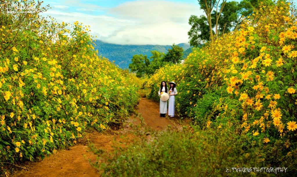 Bạn sẽ tiếc nếu không thể săn hoa dã quỳ vào mùa thu ở một trong ba điểm này